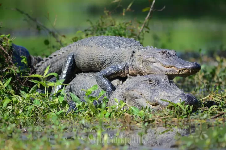 Apakah Buaya Fauna yang digunakan Setia? Hal ini Faktanya yang mana Mengejutkan