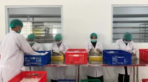 BNI Xpora Dukung Produsen Tempe Tembus Pasar Ekspor ke 10 Negara