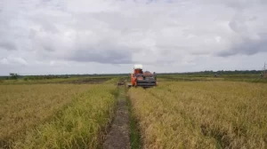 BPS: Periode Januari-Maret 2025, Produksi Beras Melonjak 52,32%