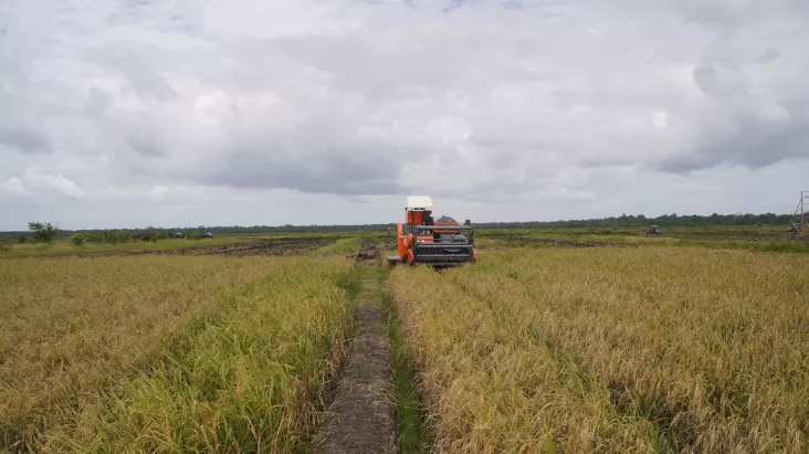 BPS: Periode Januari-Maret 2025, Produksi Beras Melonjak 52,32%