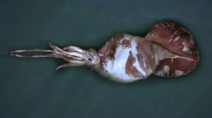 Cumi-cumi Kolosal: Alien dari Kedalaman Samudra yang digunakan Masih Misterius