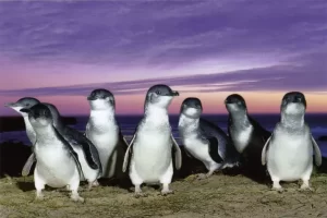 Penguin Kawin Cerai serta Selingkuh? Ternyata Drama Percintaan Juga Ada di area Bumi Hewan!