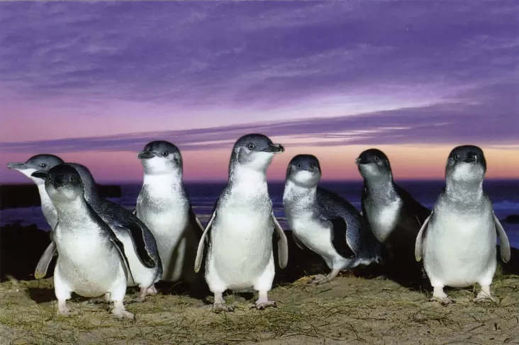 Penguin Kawin Cerai dan juga Selingkuh? Ternyata Drama Percintaan Juga Ada di dalam area Bumi Hewan!