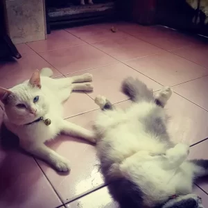 Skotlandia  Minta Jadikan Kucing Fauna yang mana Dilindungi