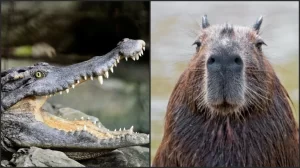 Mengapa Buaya Tidak Berani Memakan Capybara? Ternyata Bukan Karena Takut
