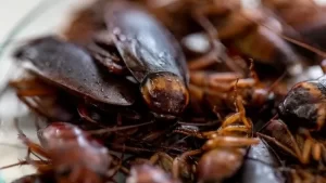 Otak Kecoa Diklaim Jadi Jawaban Penyakit Misterius Individu