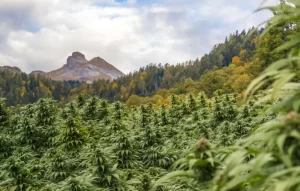 Penemuan Ladang Ganja di area Gunung Bromo: Mengapa Ganja Harus Ditanam dalam Ketinggian?