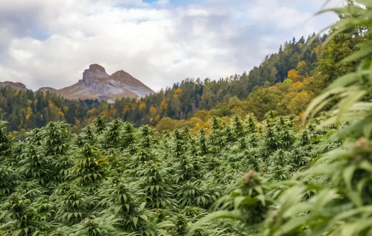 Penemuan Ladang Ganja di tempat area Gunung Bromo: Mengapa Ganja Harus Ditanam di Ketinggian?