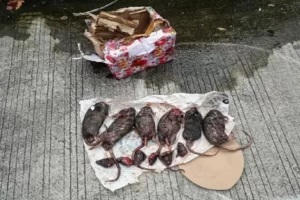 Usai Paket Kepala Babi, Tempo Dikirimi 6 Tikus Dipenggal, Ulah Siapa?