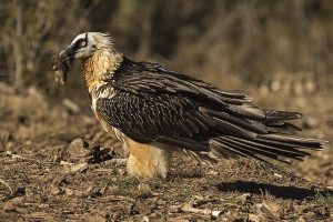 5 Fakta Menarik Burung Bearded Vulture, Pemakan Tulang dari Himalaya