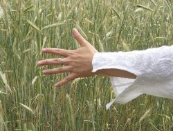 Penelitian Ini Buktikan Indra Ketujuh: Sentuhan Jarak Jauh