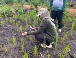Dinpanpertan Bangka Usulkan 8 Varietas Padi Lokal ke Kementan, Petani Tunggu Pengakuan
