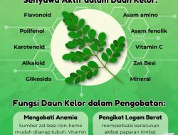 Manfaat Peppermint untuk Pencernaan dan Relaksasi Tanpa Efek Samping