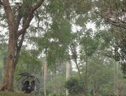 Pesta Budaya di Taman Remaja Kota Jambi