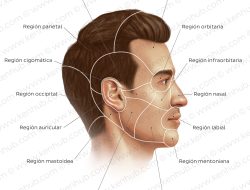 Cara Menyaksikan MAMA Awards 2025: Jadwal, Line Up, dan Platform untuk Indonesia