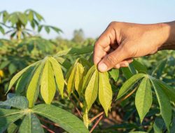 7 cara menyimpan daun singkong, bungkus dengan kertas