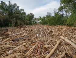 Jenis Kayu Gelondongan di Banjir Sumatera Ditemukan Jejak Gergaji, Pakar Ungkap 3 Asal Kemunculan