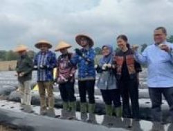 Kentang Industri Tumbuh di Cisarua, Bupati Jeje: Pertanian Bandung Barat Kini Diperhatikan Besar
