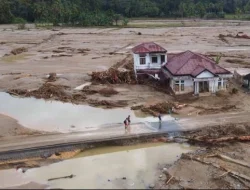 Greenpeace: Pemulihan Hutan Sumatra Butuh Puluhan Tahun