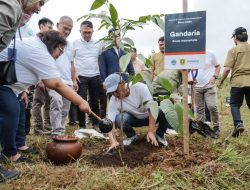 Menanam Bersama, Memulihkan Hutan Puncak dengan 350 Pohon Endemik