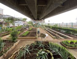 Trasa Balong, Kebun Sayur di Bawah Flyover Jakarta