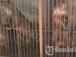 Perjalanan Darwanto Dipenjara Karena Merawat 6 Landak Jawa, Latar Belakang Jadi Pertimbangan