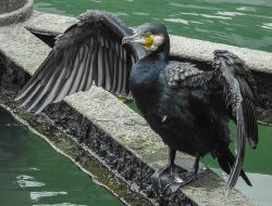 Fakta Menarik Pecuk Padi Besar, Burung Pembantu Nelayan
