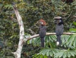 5 Fakta Menarik Burung Enggang Hitam Afrika