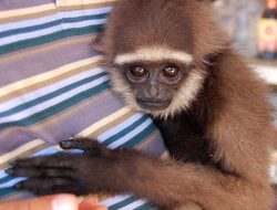 6 Fakta Menarik Owa Kalimantan, Sang Akrobat Hutan Borneo