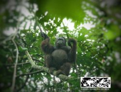 Yuliana Wetuq, Pahlawan Hutan Lindung Wehea Kutim