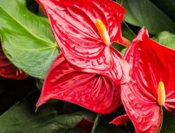 7 Tanaman Hias Warna-warni yang Mempercantik Rumah