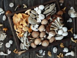 Jangan Tertipu, Ini Jenis Jamur Aman untuk Dikonsumsi