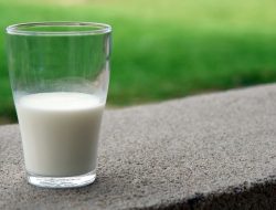 Susu kambing, pilihan gizi sebelum puasa