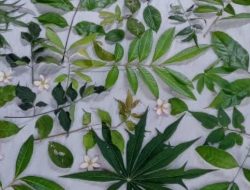 Mengapa Harga Produk Ecoprint Mahal? Ini Rahasia di Baliknya