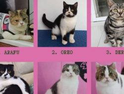 Pencuri Kucing Uya Kuya Dipenjara 6 Bulan, Istri Terus Jual Rongsokan
