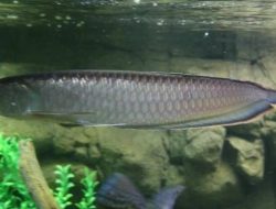 8 Ikan Pemberi Keberuntungan, Tingkatkan Harmoni dan Nasib