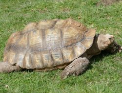 Fakta Kulit Reptil: Pelindung Alami untuk Bertahan Hidup