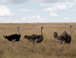 5 Fakta Menarik tentang Burung Ostrich, Burung Terbesar di Dunia