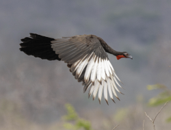 5 Fakta Menarik Burung White Winged Guan di Hutan Tropis Peru