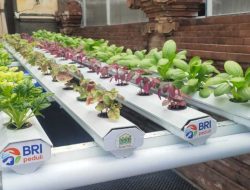Kolaborasi UGM dan Garrya Bianti, ubah lahan KWT Tangguh jadi pusat telur cage-free