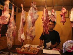 Pemkab Beltim Batasi Daging Beku, Pedagang Kecil Tetap Berjuang