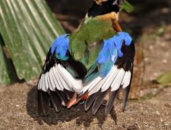 5 Fakta Menarik Burung Paok Sayap Biru, Anggota Keluarga Pittidae