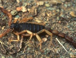 5 Hewan dengan Ekornya sebagai Senjata, Waspada!