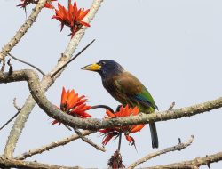 5 fakta menarik burung great barbet dengan suara menggema