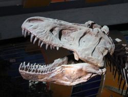 Seberapa Kuat Gigitan T-Rex? Lebih Kuat dari Buaya!
