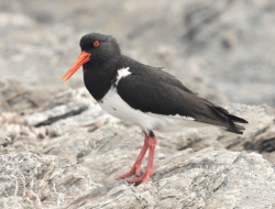 5 Fakta Menarik Chatham Islands Oystercatcher, Burung Pantai Selandia Baru
