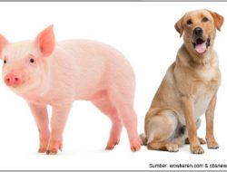 Gugatan Epistemik: Status Hukum Babi dan Anjing Diperdebatkan