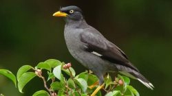 500 Nama Burung Lucu dari A-Z, Pilihan Menarik!