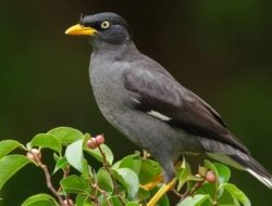 500 Nama Burung Lucu dari A-Z, Pilihan Menarik!