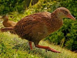 7 Fakta Menarik Burung Weka yang Suka Mengumpulkan Benda Berkilau